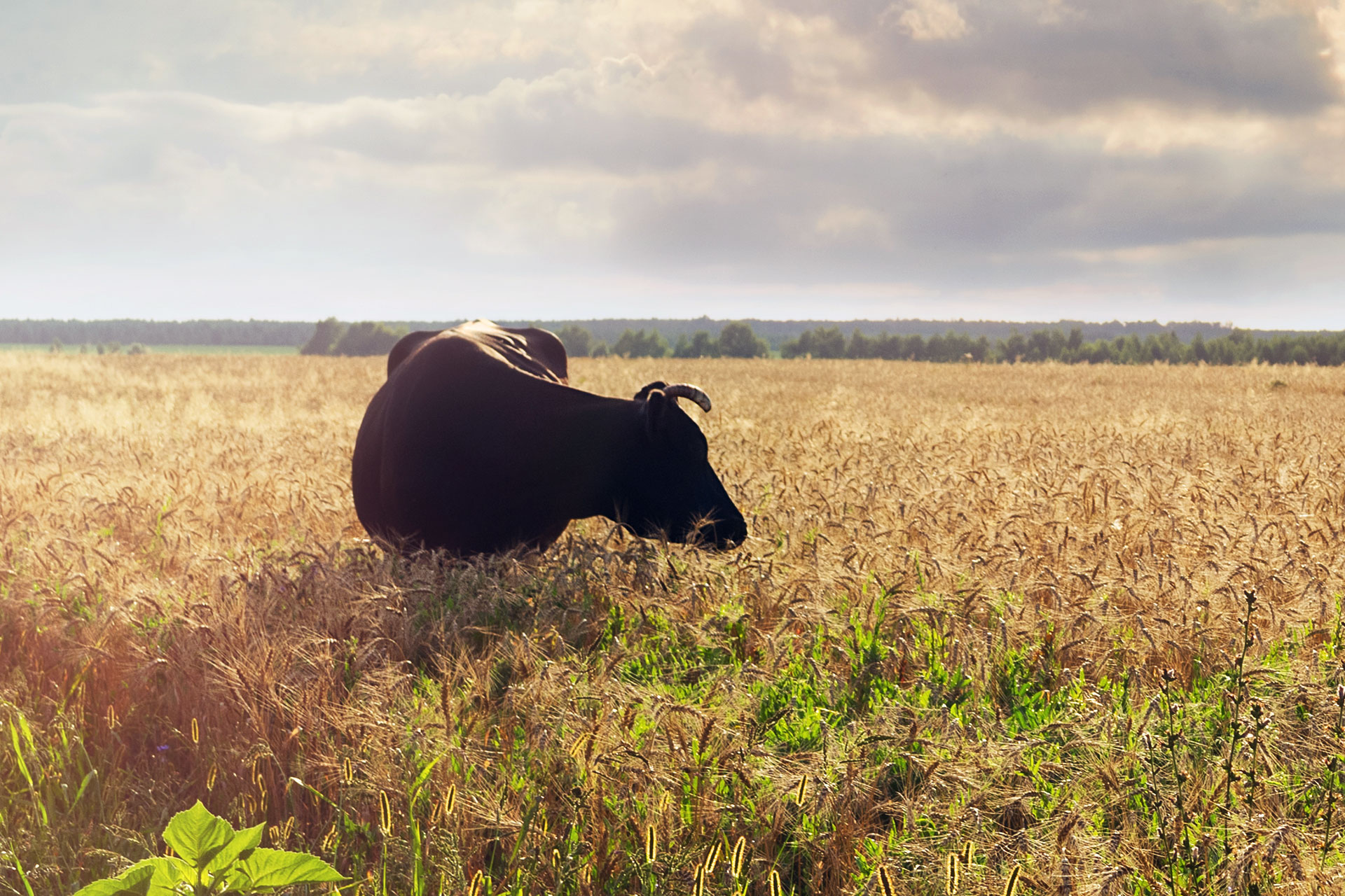 bull in a field of wheat