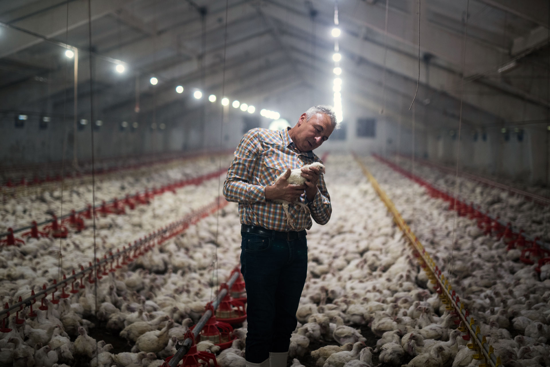 man holding a chicken in an industrial plant surrounded by other chickens