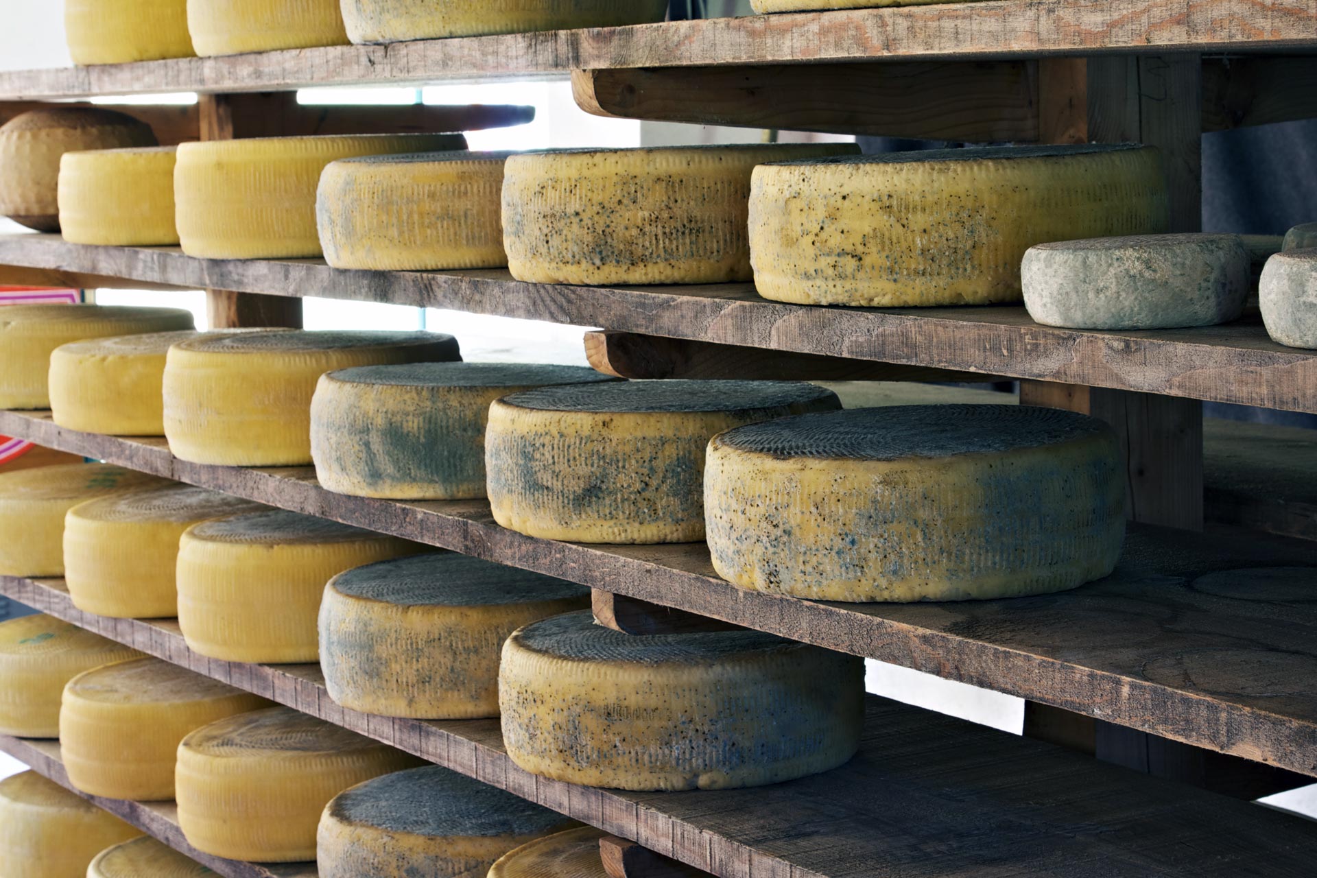 wheels of cheese aging on shelves
