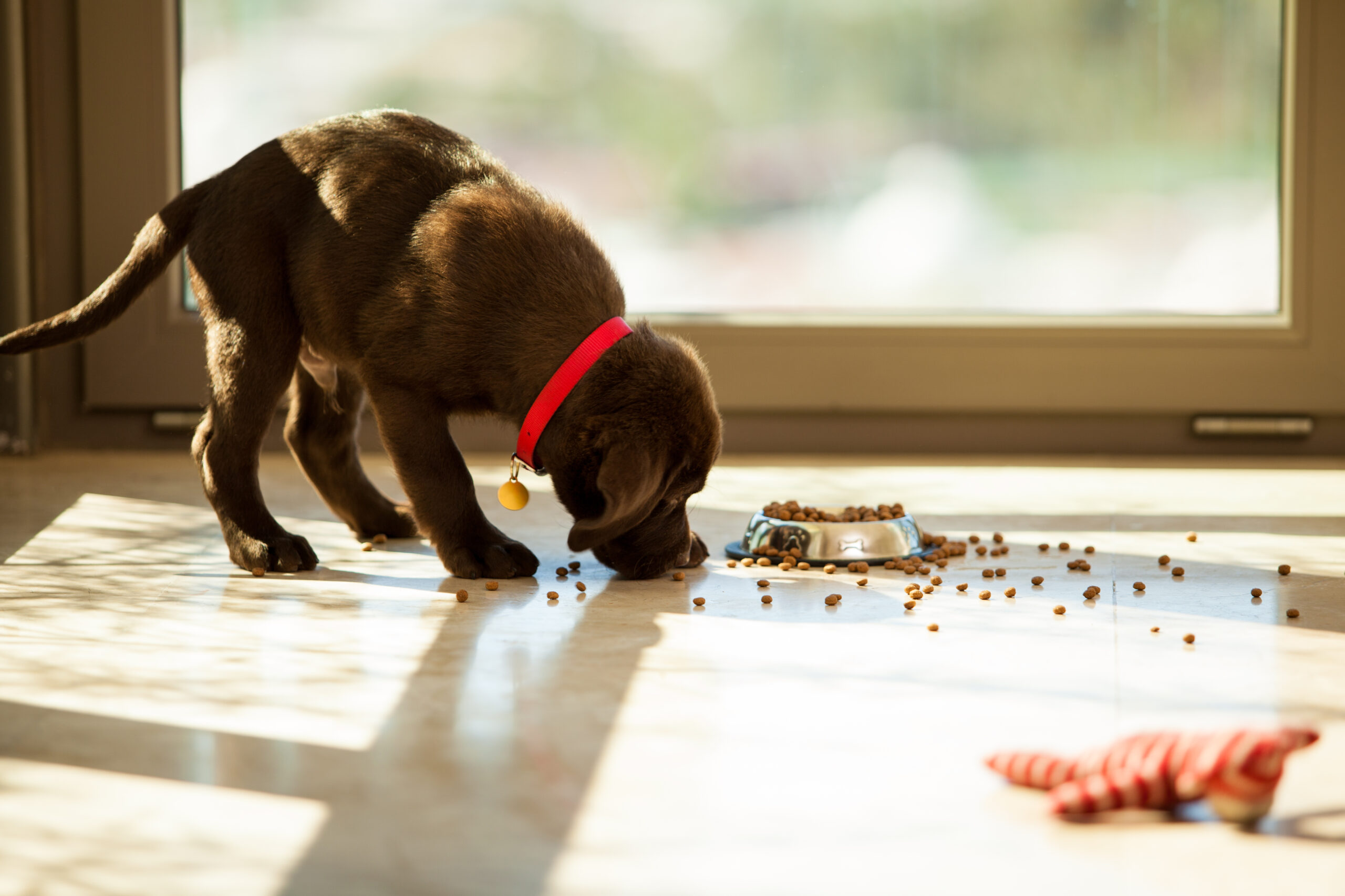 BIO-CAT Attends Petfood Forum